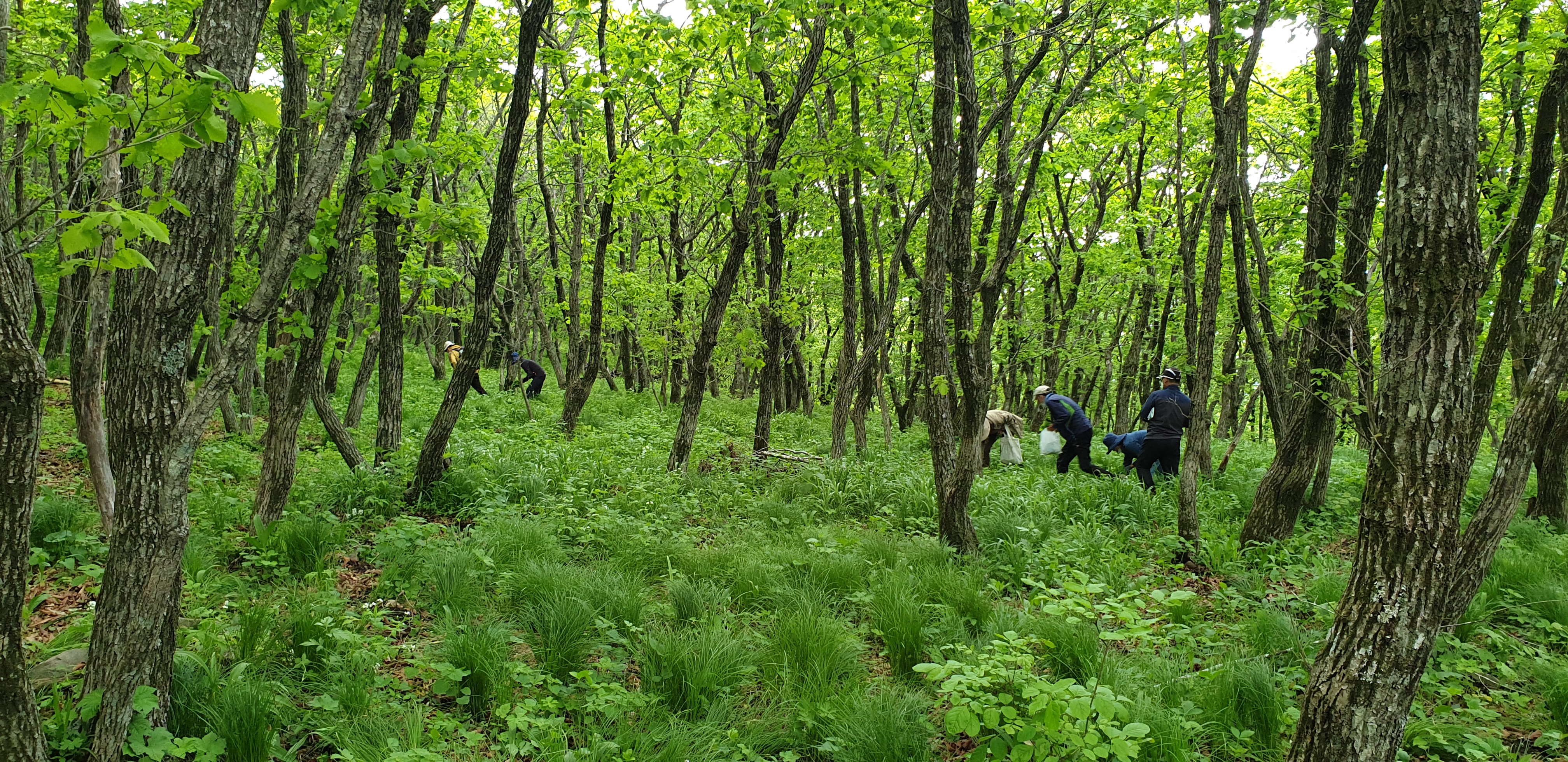 체험 : 일월산 산나물 체취