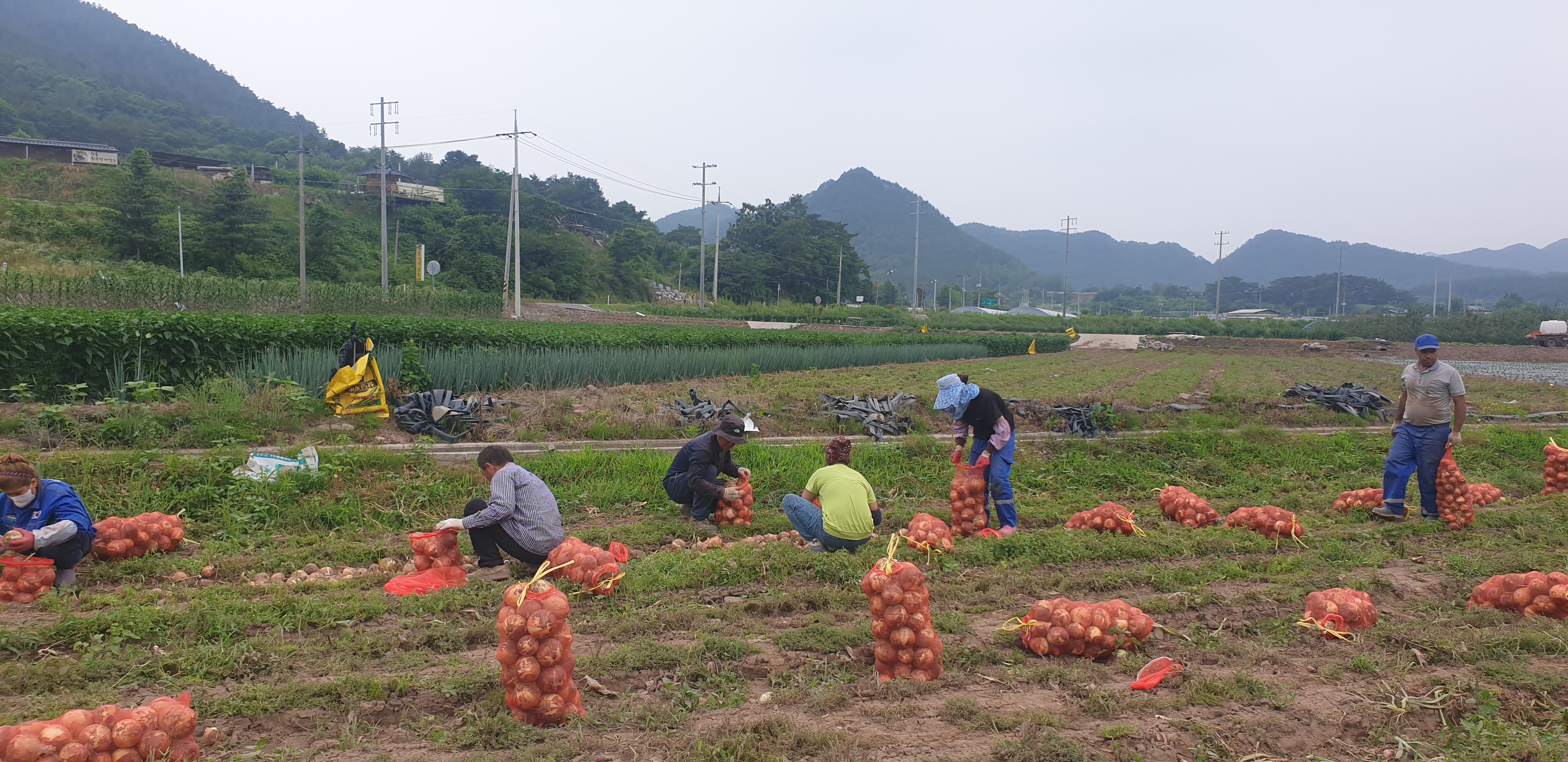 양파수확 6월25일